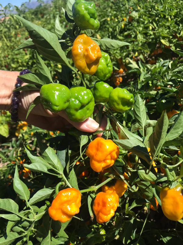 Jamaican Hot Yellow Pepper Seeds Online Sale - Image 4